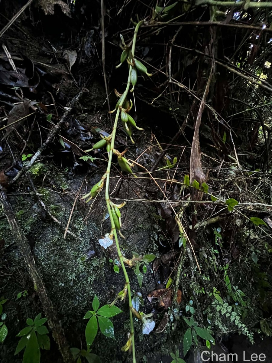 Elettaria ensal (Gaertn.) Abeyw.